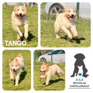 TANGO