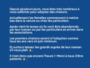 PAS ENCORE DE CHATON A ADOPTER