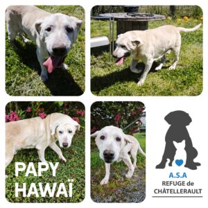 PAPY HAWAÏ