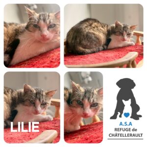 LILIE