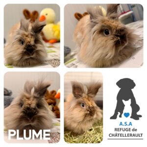 PLUME