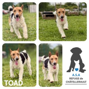 TOAD