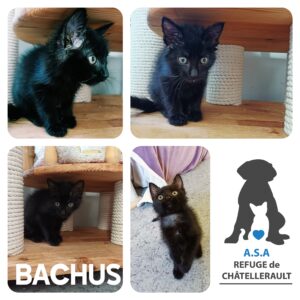 BACHUS