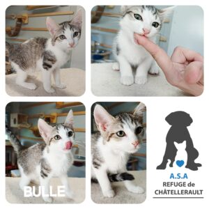 BULLE