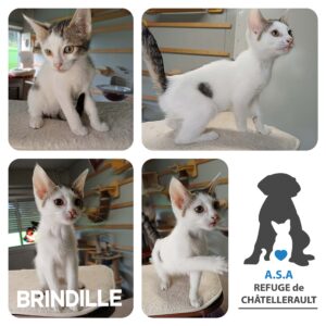 BRINDILLE