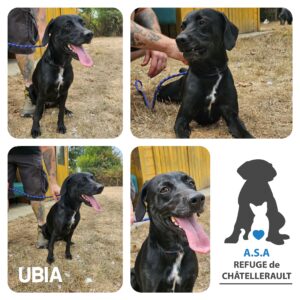 UBIA