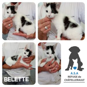 BELETTE