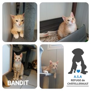 BANDIT