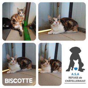 BISCOTTE