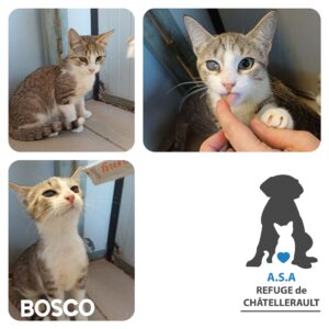 BOSCO