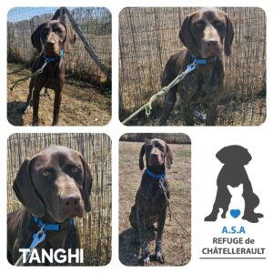 TANGHI