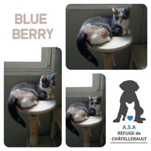 BLUE BERRY