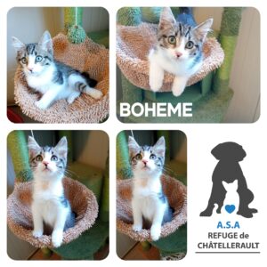 BOHEME