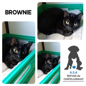 BROWNIE