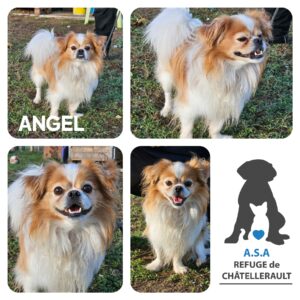 ANGEL