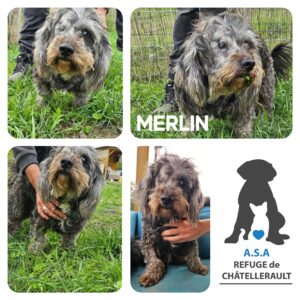 MERLIN
