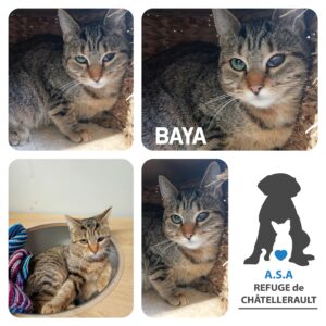 BAYA